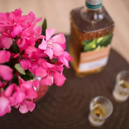 Oleander * Punat
